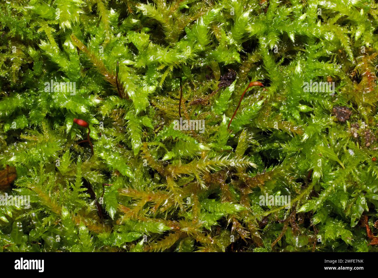Brachythecium rutabulum (Rough-stalked Feather-moss) is a common moss that can be found on rocks, walls and in grassland and marshes. Stock Photo