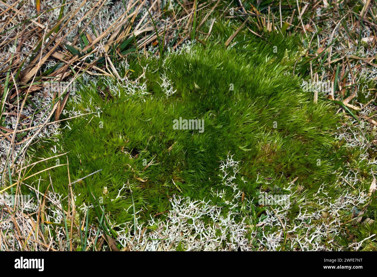 Dicranum scoparium (broom forkmoss) can be found in moist forest and on sand dunes. It is native to the northern hemisphere as well as Oceania. Stock Photo