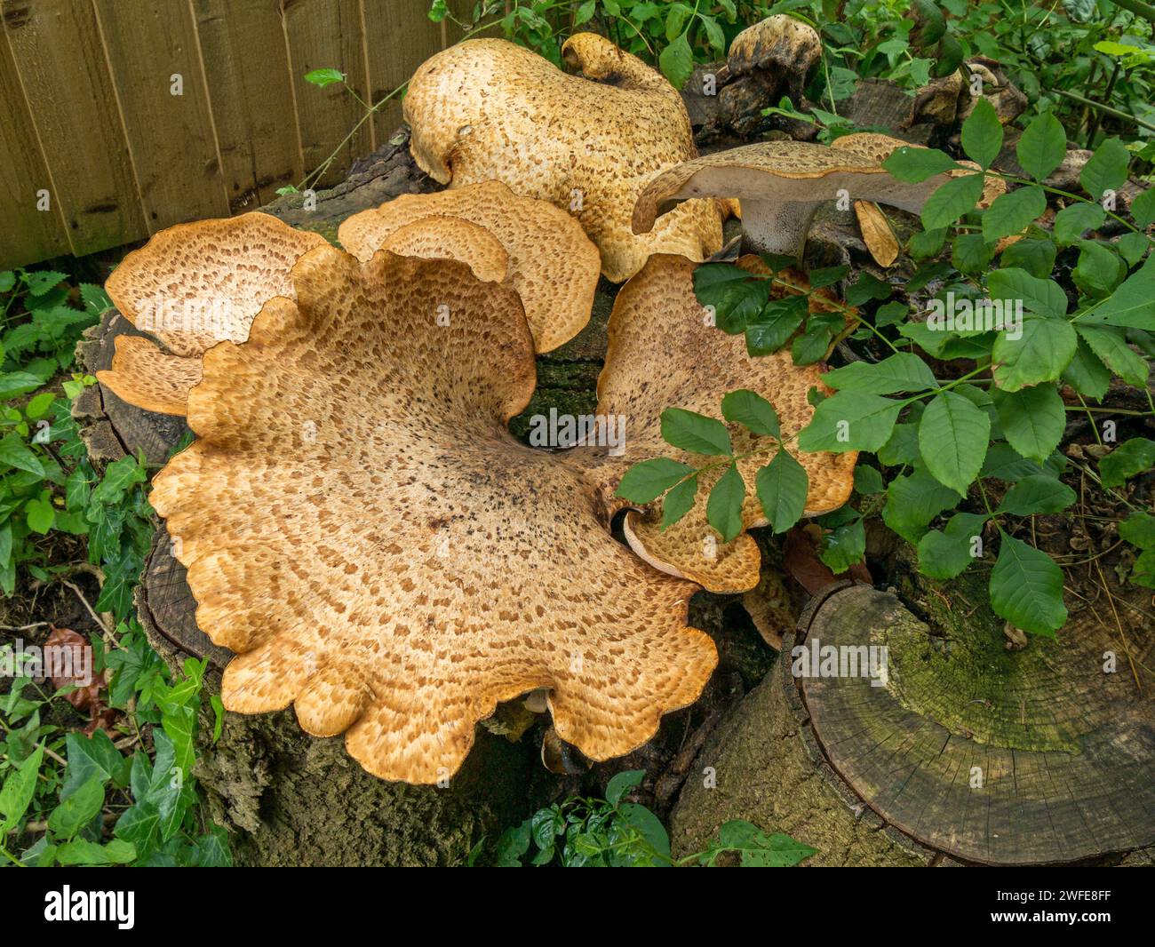 Larch bracket fungus (Dryad's Saddle - Polyporus squamosus?) growing on dead oak tree stump, Leicestershire, England, UK Stock Photo