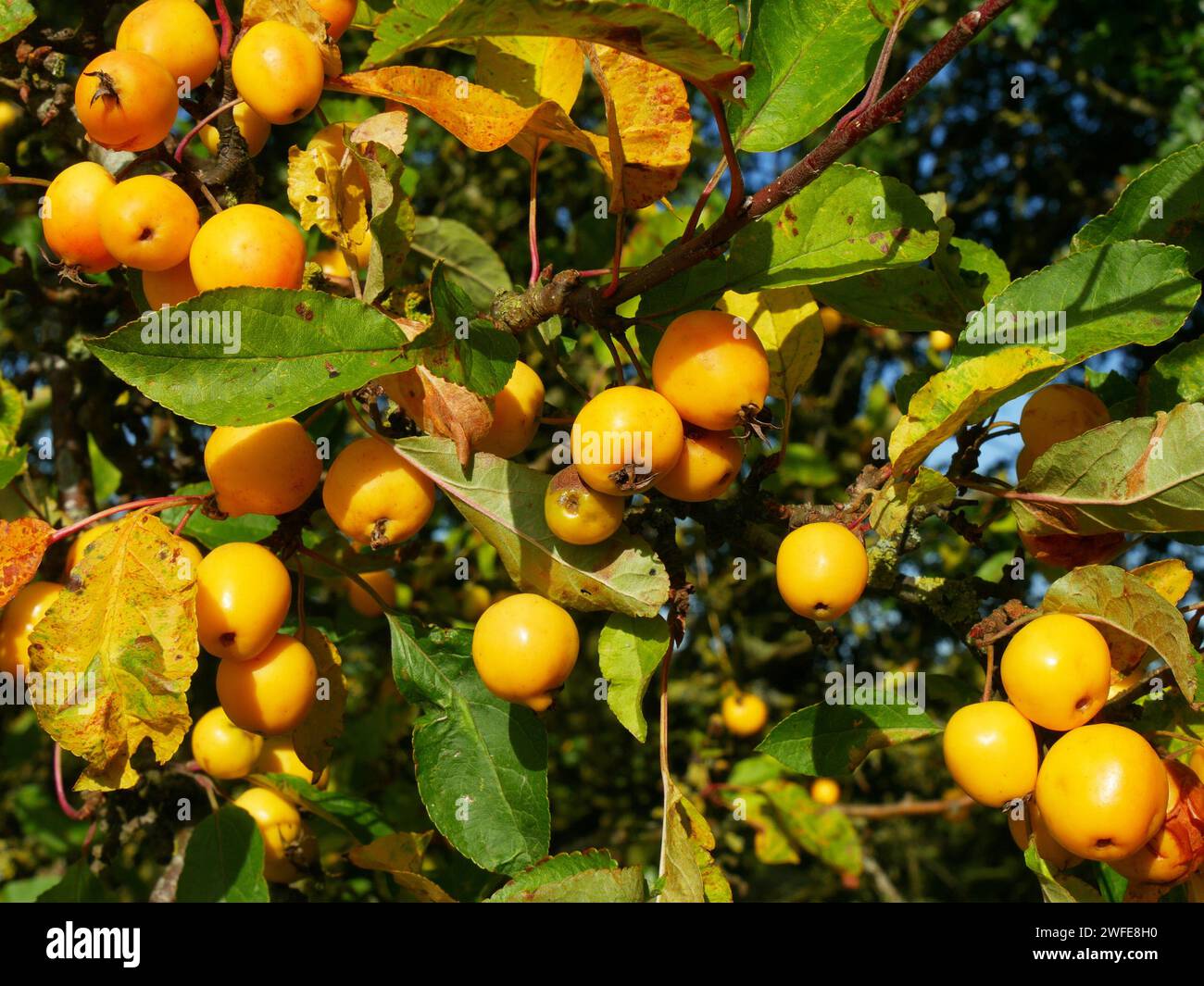 Bright yellow crab apples growing on tree (Malus sylvestris) in October, Leicestershire, England, UK Stock Photo