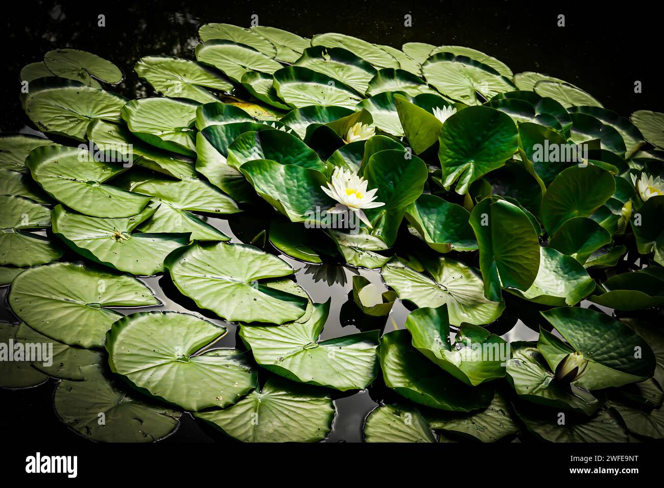 Water lily in the pond Stock Photo - Alamy