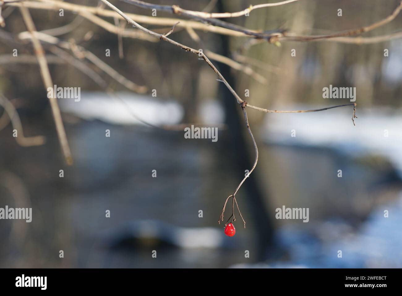 Red Berry Stock Photo