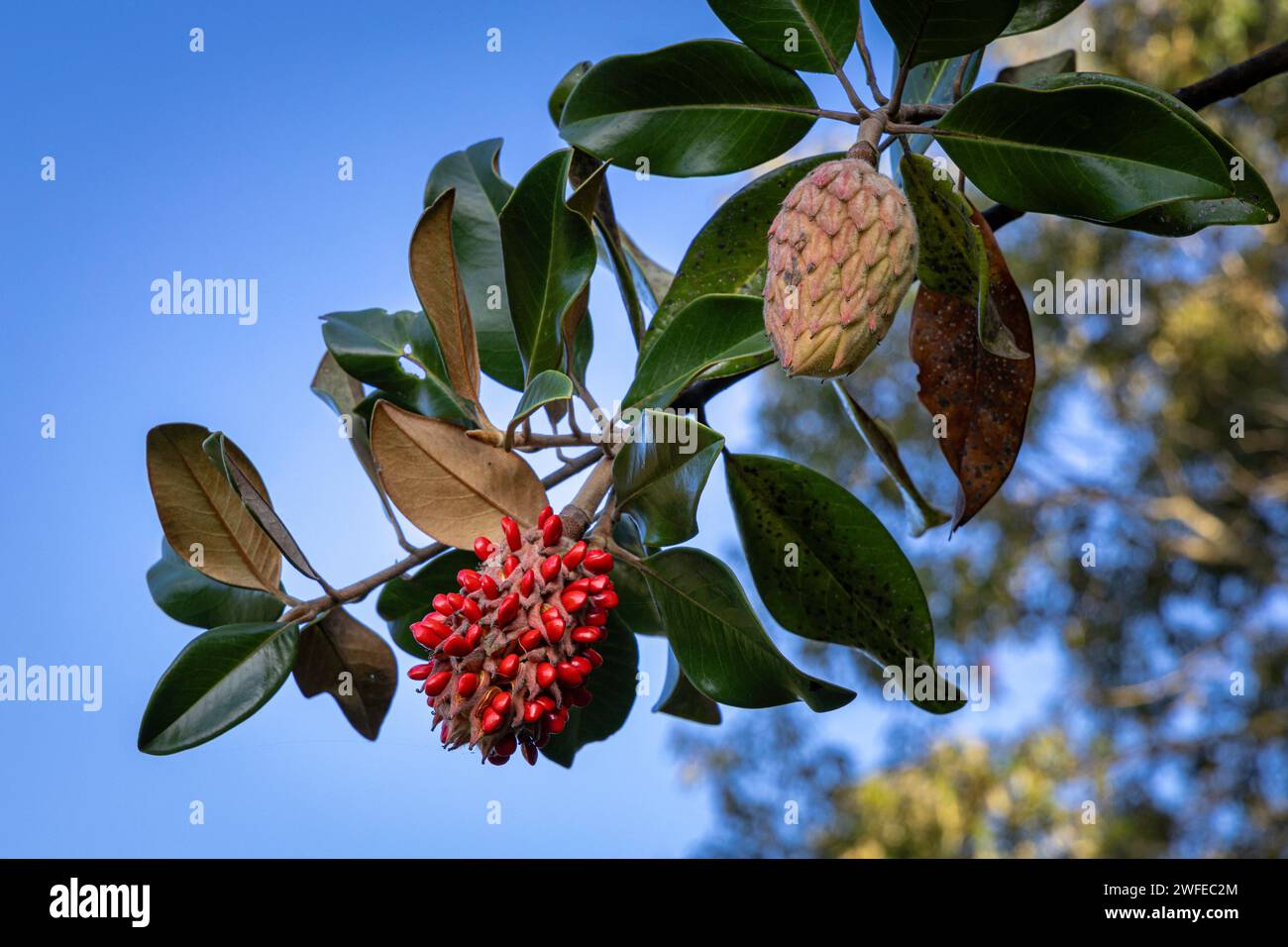 Magnolia grandiflora leaves in hi-res stock photography and images - Alamy