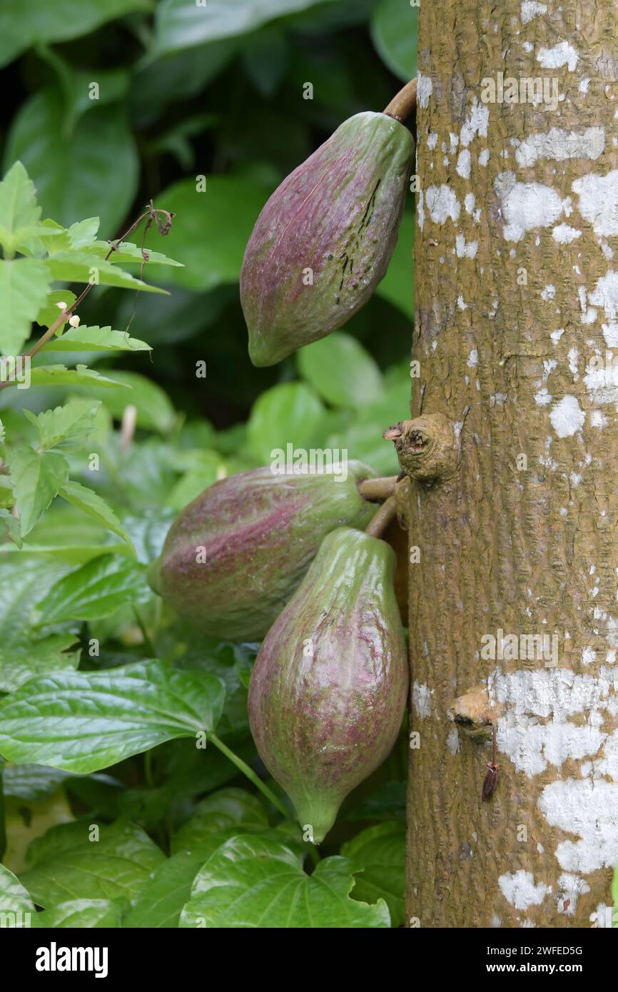 Theobroma cacao pods growing on trunk Stock Photo