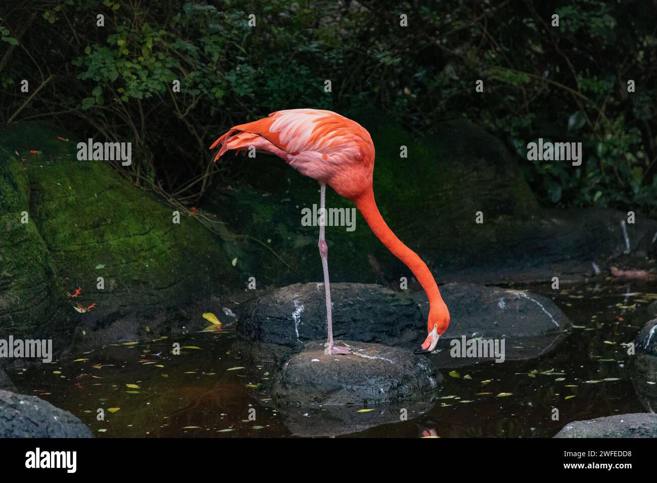 res stock photography and images Biology Diagrams