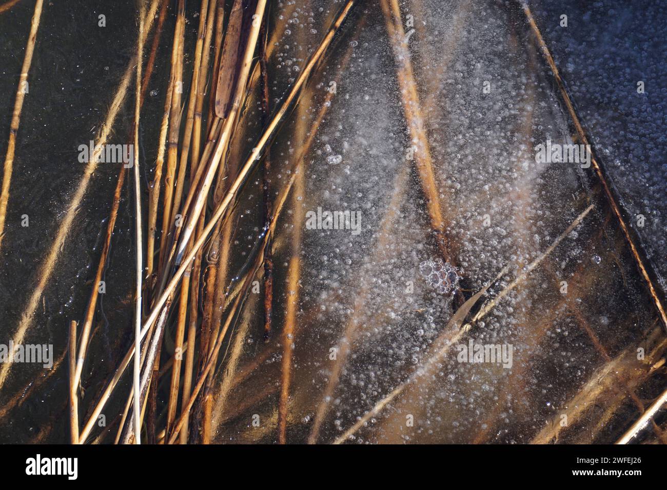 Frozen Reeds Frozen reeds water hi-res stock photography and images - Alamy