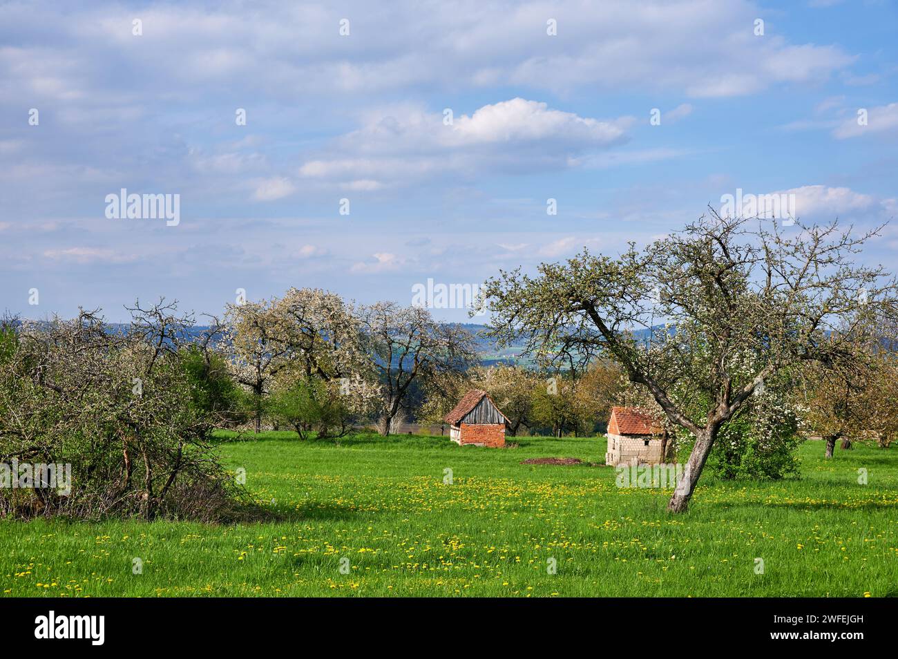 Rural spring landscape with blossoming cherry trees next to tools in Kalchreuth in Franconian Switzerland near Nuremberg, Germany Stock Photo