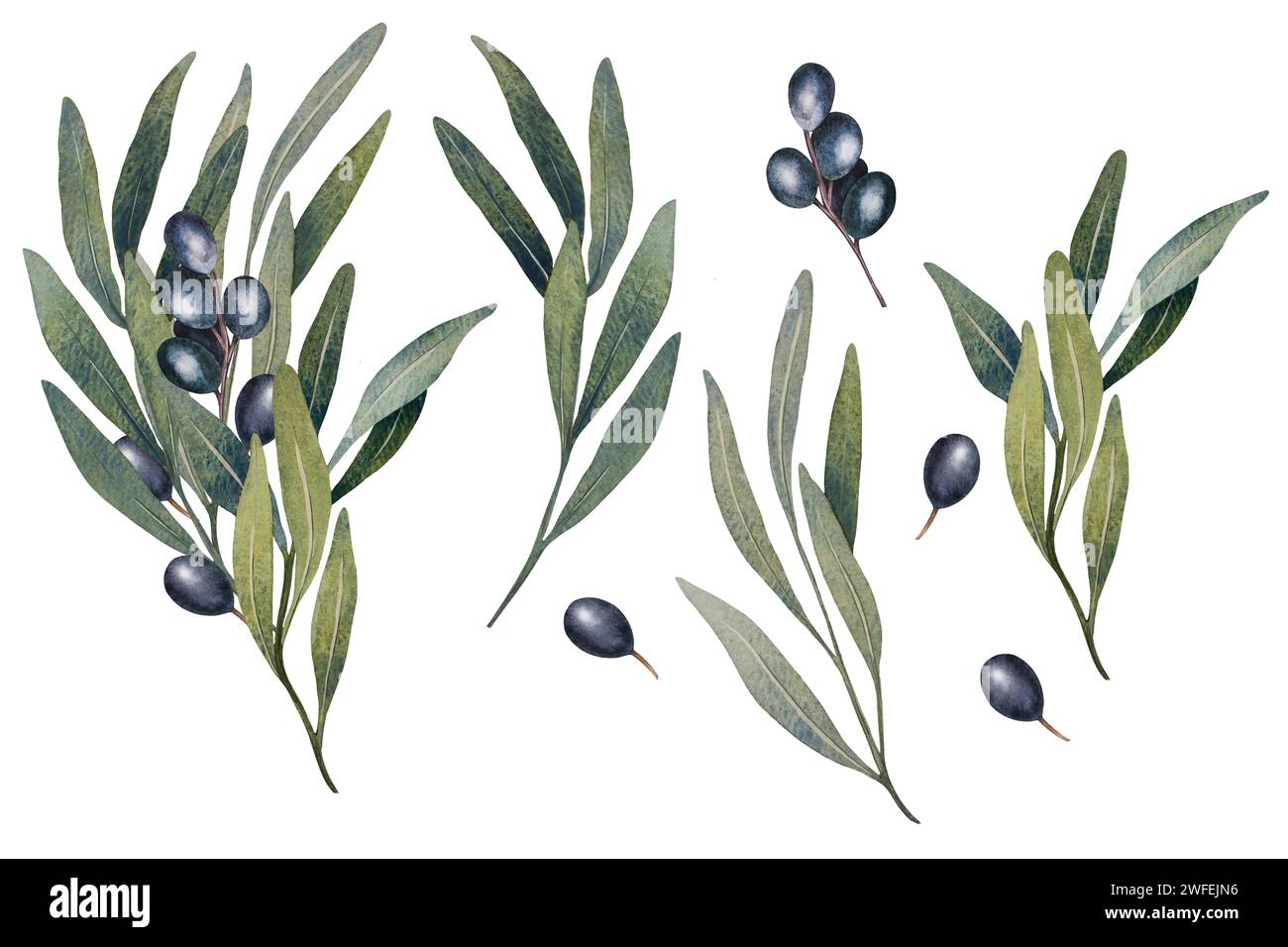 Watercolor olive tree branch with leaves and Black olives fruit ...
