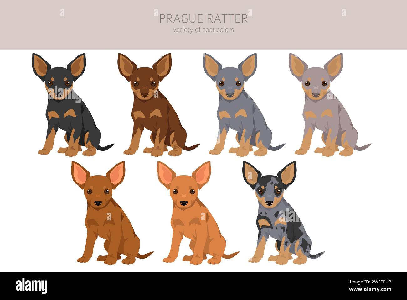 Prague Ratter puppy clipart. All coat colors set.  All dog breeds characteristics infographic. Vector illustration Stock Vector