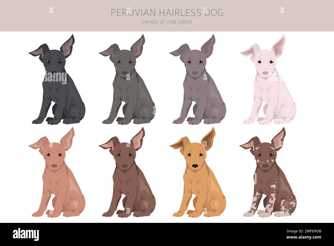 Peruvian hairless dog puppy clipart. Different poses, coat colors set.  Vector illustration Stock Vector
