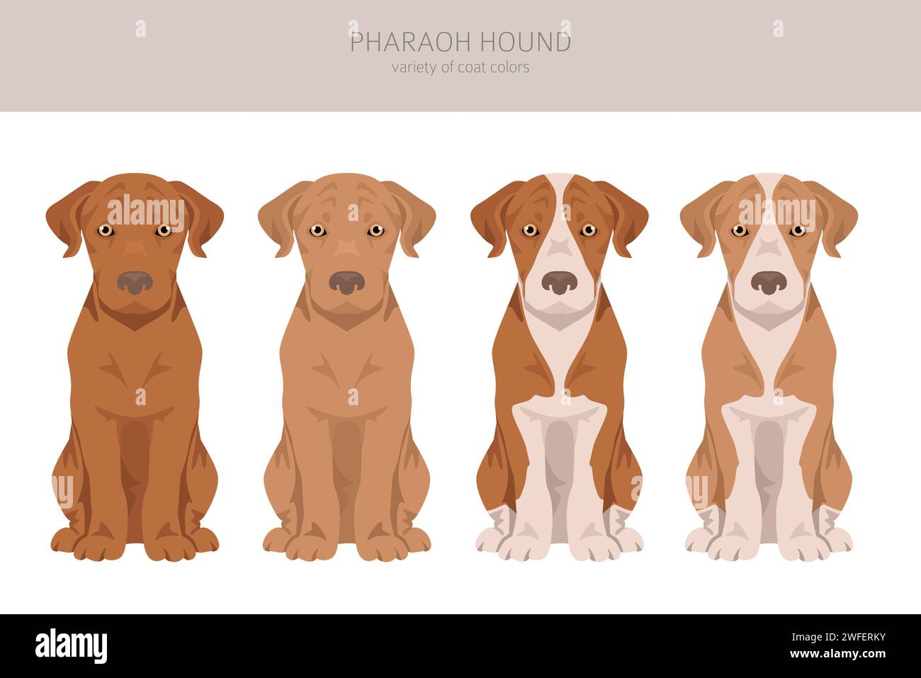 Pharaoh hound puppy clipart. Different poses, coat colors set.  Vector illustration Stock Vector