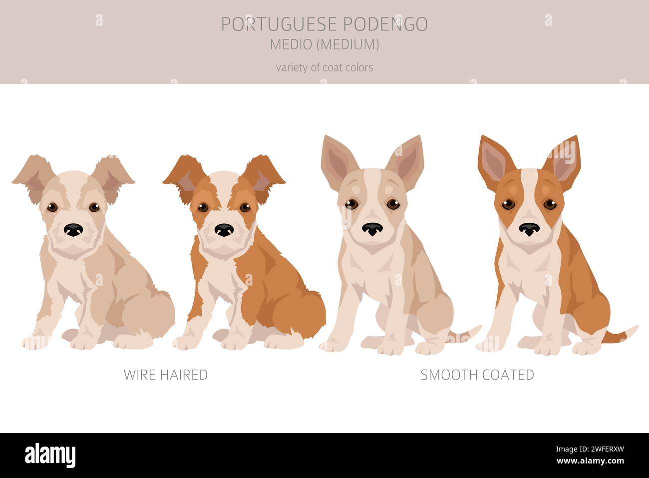 Portuguese Podengo Medio puppy clipart. Different poses, coat colors set.  Vector illustration Stock Vector