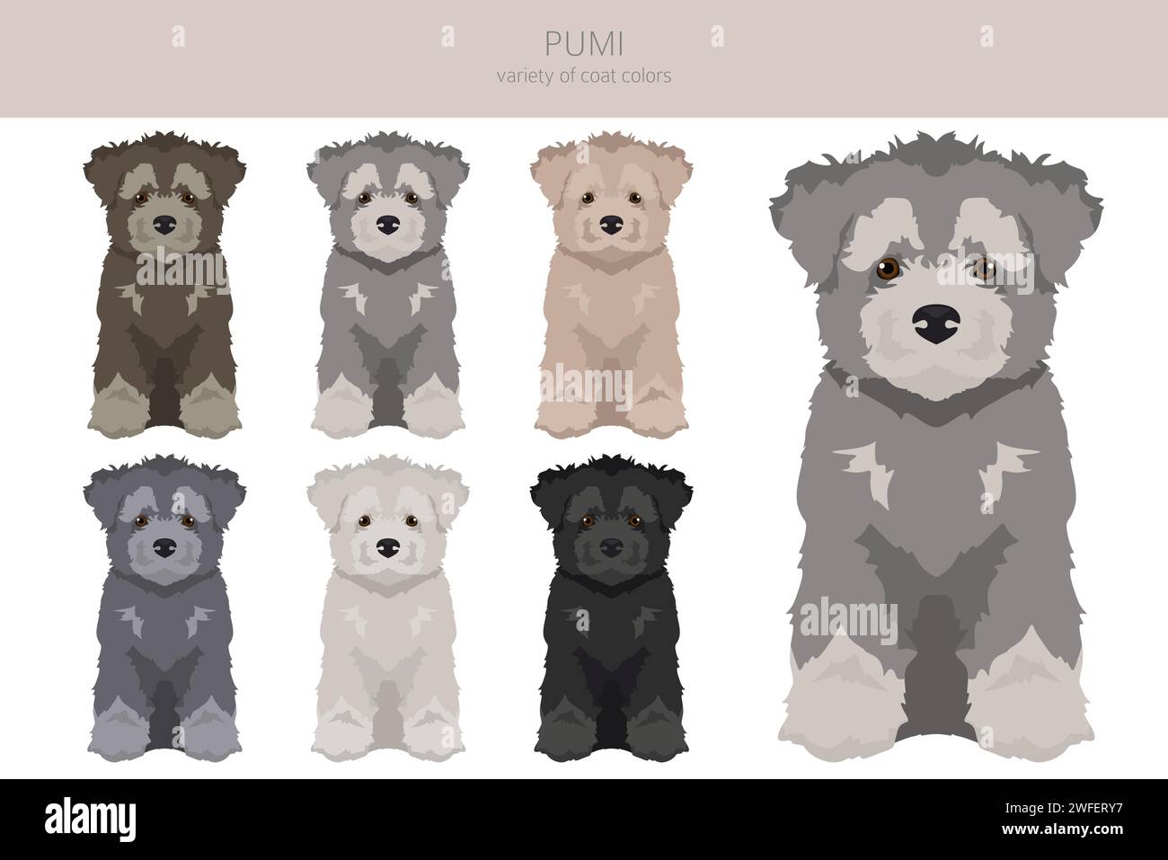 Pumi puppy clipart. Different poses, coat colors set.  Vector illustration Stock Vector