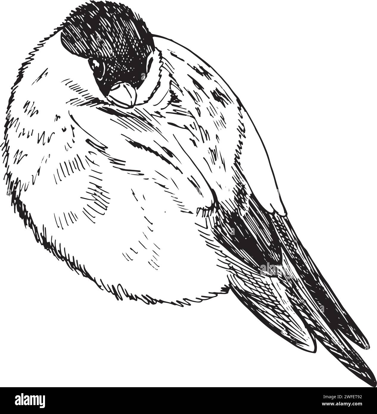 Vector freehand drawing of monochrome illustration sketches . Bullfinch