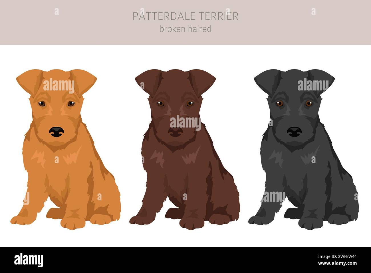 Patterdale terrier broken haired puppy clipart. All coat colors set