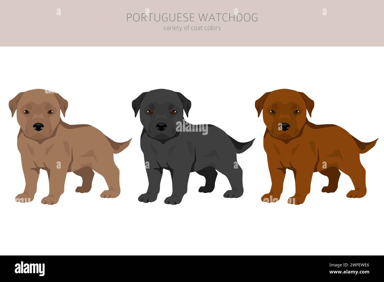 Portuguese Watchdog puppies clipart. All coat colors set. All dog ...