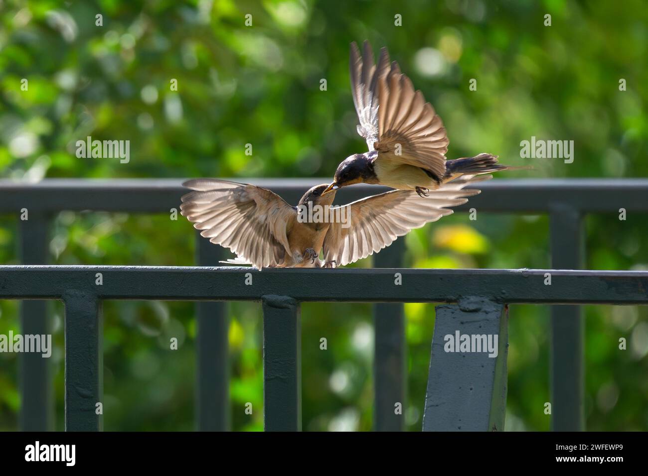 A Barn Swallow feeding its baby chick at the park with the backlit