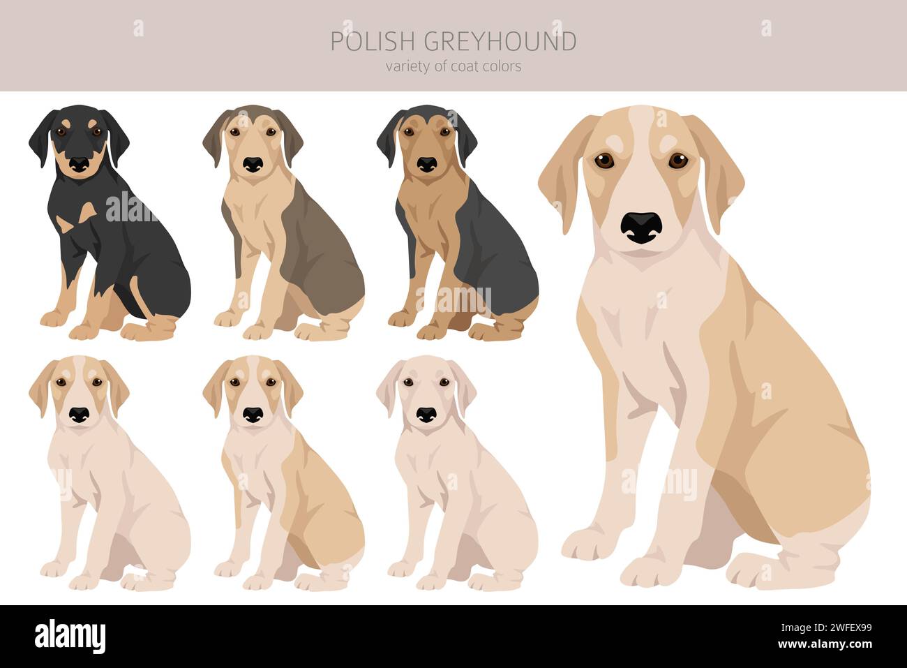 Polish Greyhound puppy clipart. All coat colors set. All dog breeds