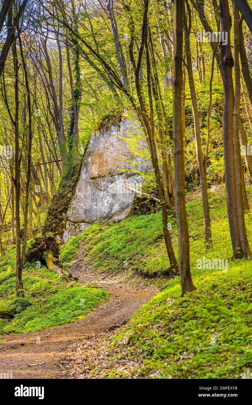 Spring forest thicket in Bedkowska Valley nature park and reserve along Bedkowka creek within Jura Krakowsko-Czestochowska Jurassic upland near Cracow Stock Photo