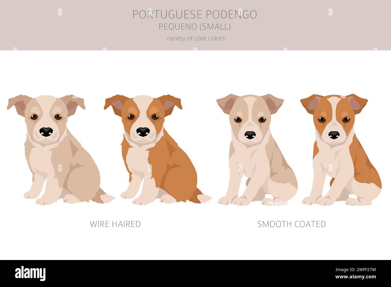 Portuguese Podengo Pequeno puppy clipart. Different poses, coat colors set.  Vector illustration Stock Vector