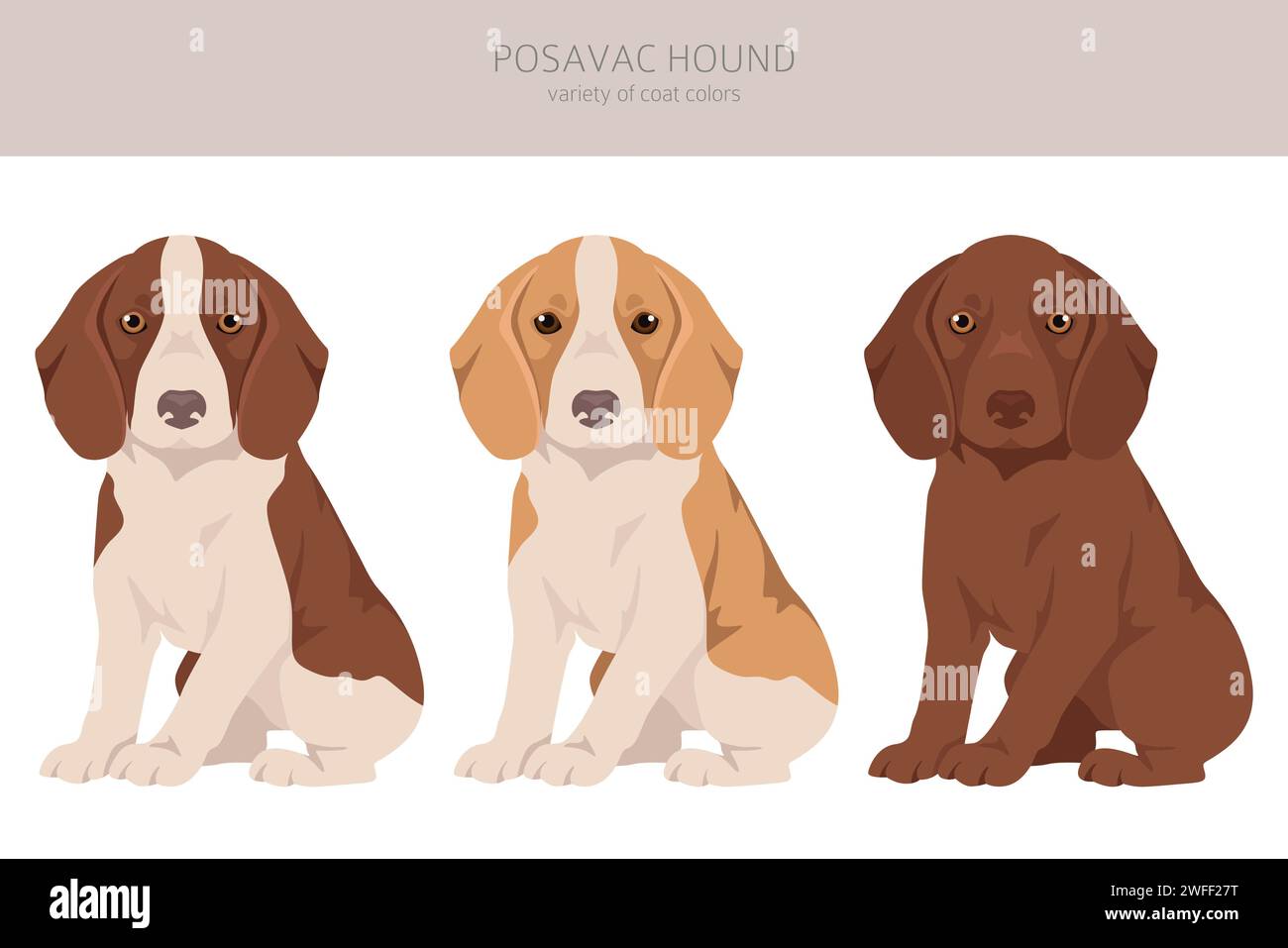 Posavac Hound puppy clipart. All coat colors set. All dog breeds