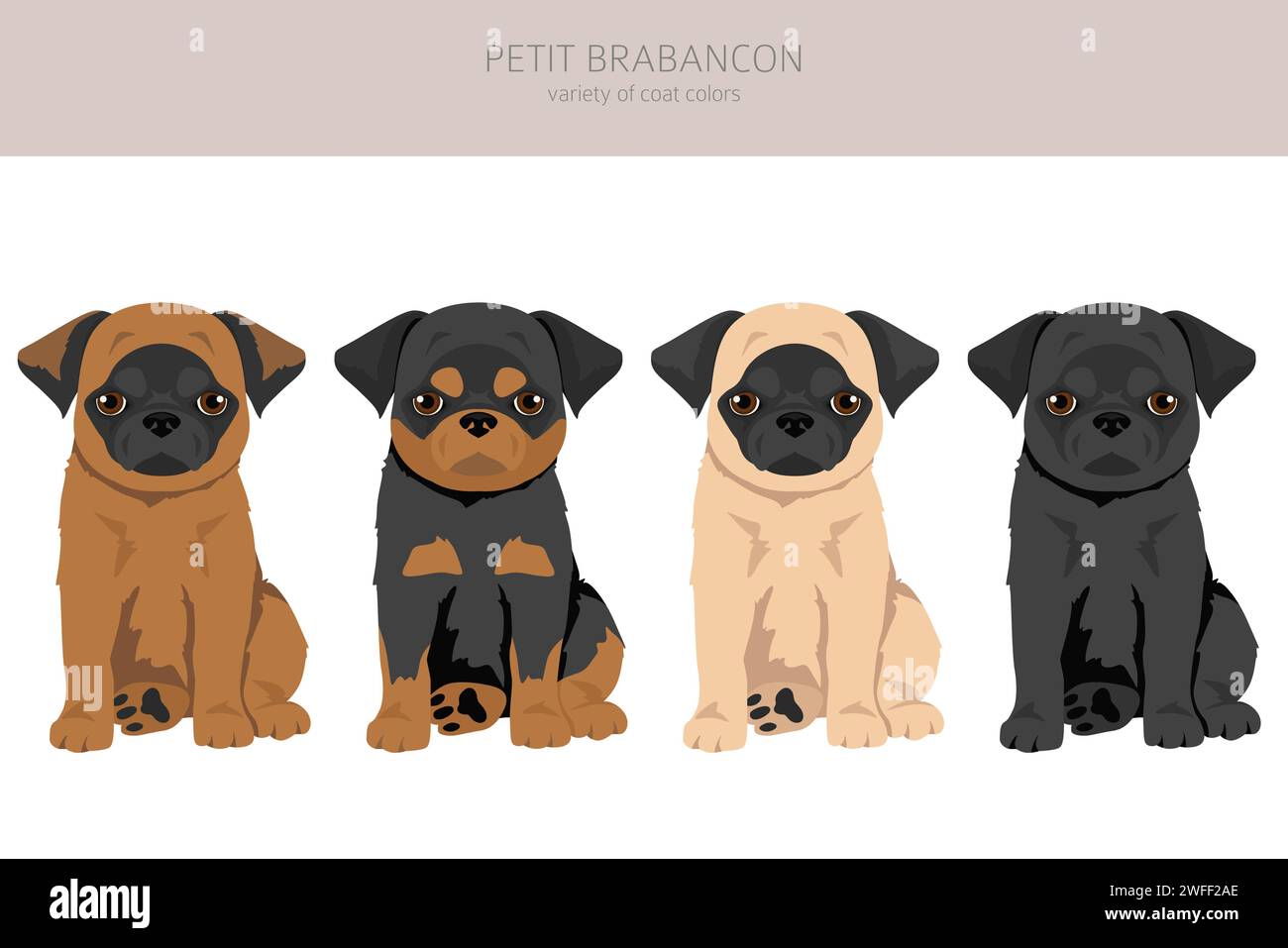 Petit Brabancon puppy, Small Belgian dogs clipart. Different poses, coat colors set.  Vector illustration Stock Vector