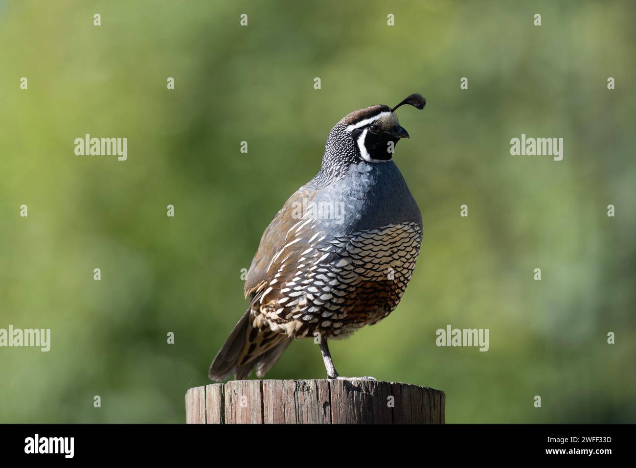 Male California Quail, Callipepla californica, on stump, Nelson, South