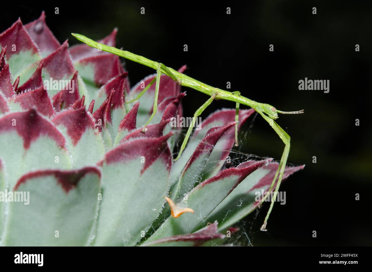 Prickly Stick Insect, Acanthoxyla prasina, on Houseleek, Sempervivum calcareum, Nelson, South Island, New Zealand Stock Photo
