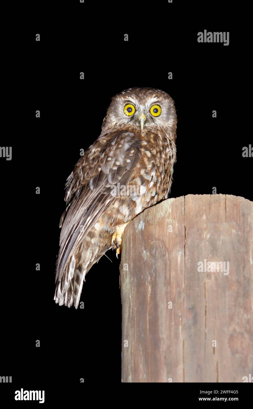 Morepork Owl, Ninox novaeseelandiae, endemic to New Zealand, Nelson, South Island, New Zealand Stock Photo