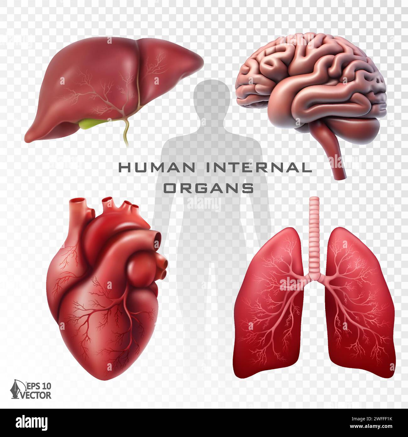 Realistic vector set of human internal organs. Anatomically correct ...