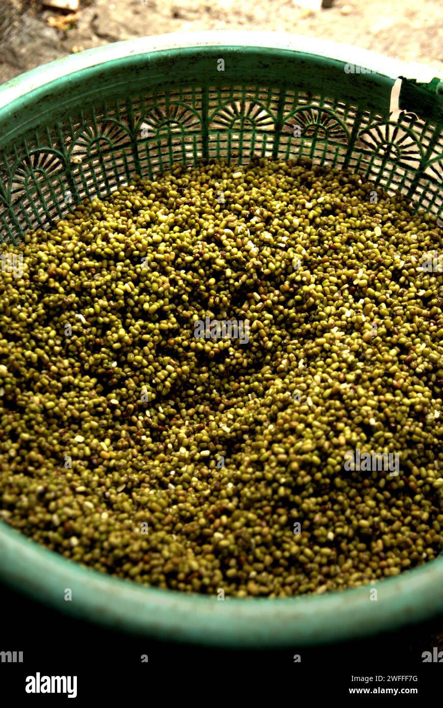 Mung beans (Vigna radiata L.) at a bean sprouts farm in Jakarta, Indonesia. Mung bean sprouts are a culinary vegetable that, because of its adaptability and nutritious benefits, have since ancient times been widely grown and consumed in East and Southeast Asia, according to a team of researchers led by Mohammad Zakerin Abedin (Department of Botany, Microbiology Laboratory, Jahangirnagar University, Dhaka) in a 2022 paper published on South Asian Journal of Research in Microbiology. Mung beans can be easily sprouted by putting them in the shade and watering them until germinated, with... Stock Photo