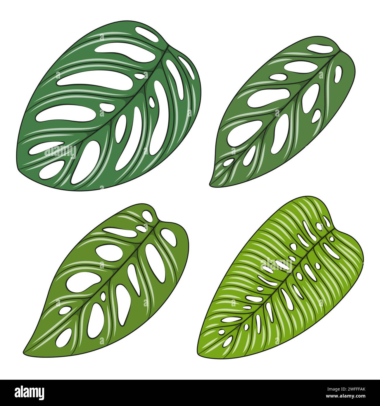 Set of color illustration with monstera creeper plant leaves. Isolated