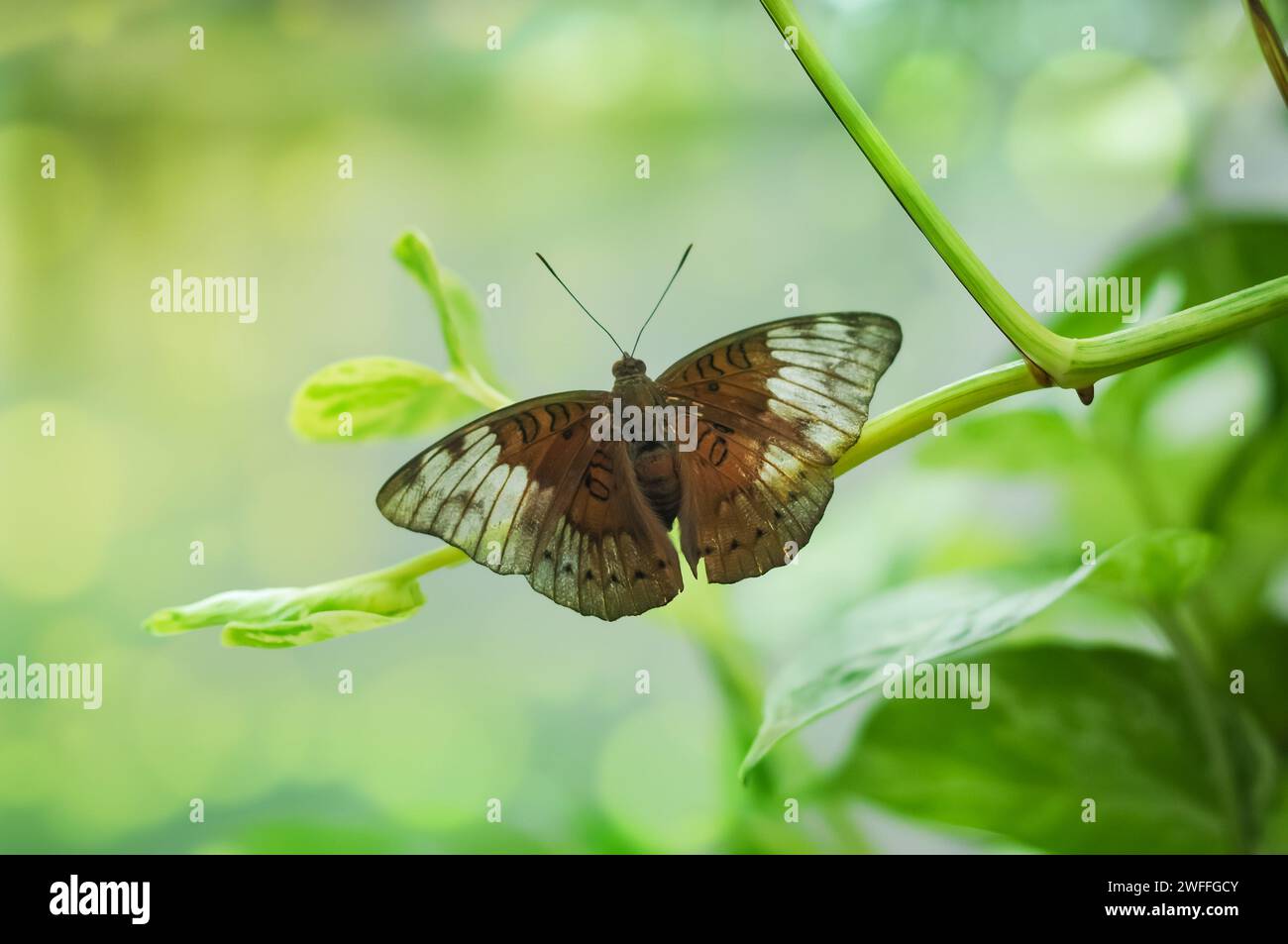Butterfly Euthalia aconthea is perched on a branch while flapping its wings Stock Photo