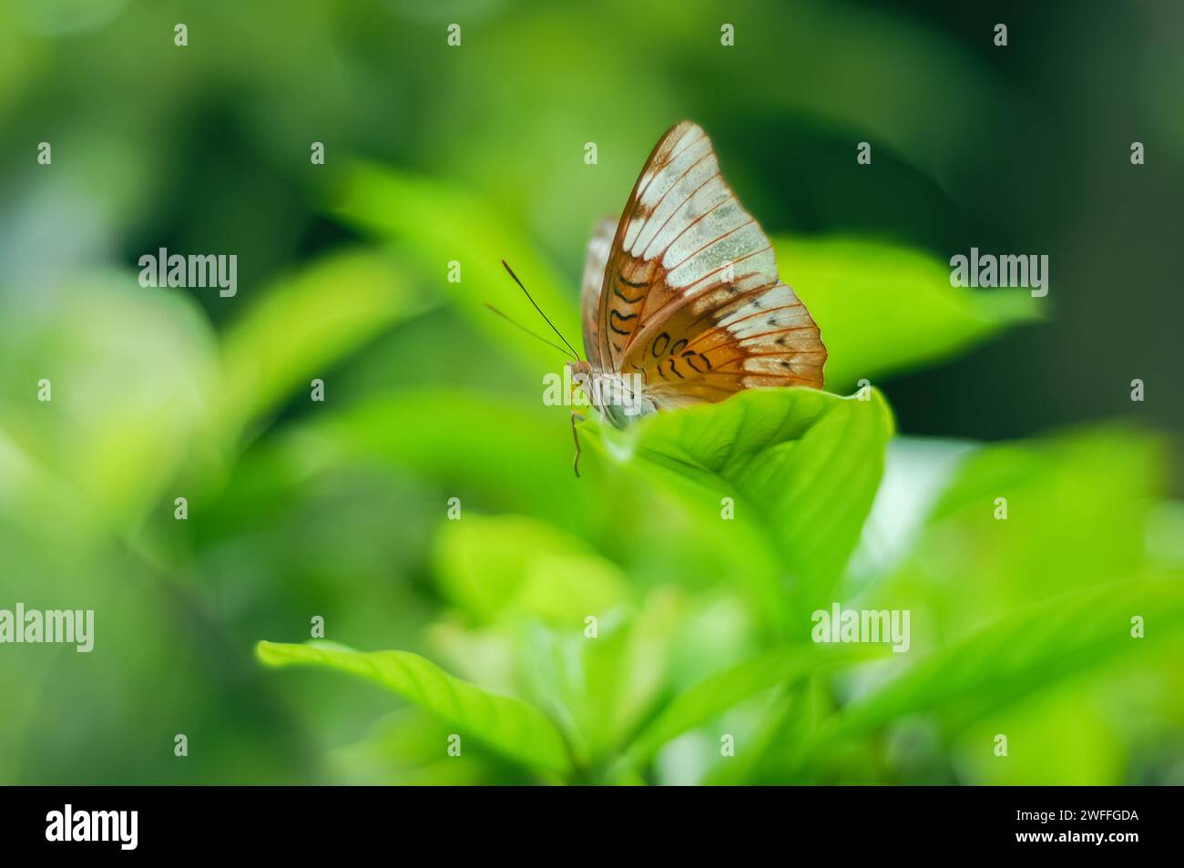 Butterfly Euthalia aconthea are perched on branches with a blurred background Stock Photo