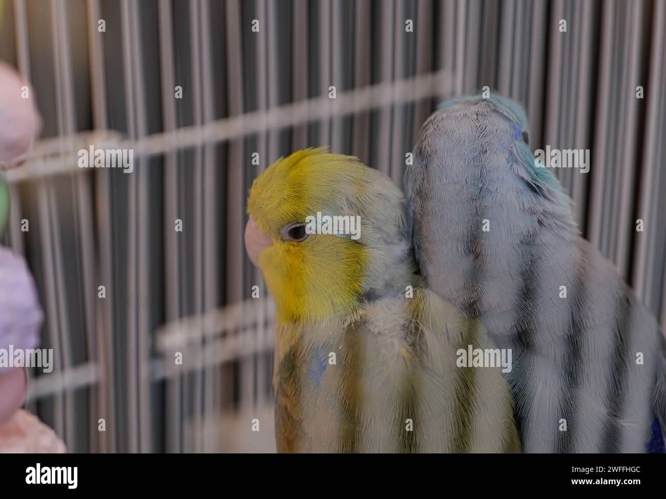 Parrots parrot cage bird market hong kong hi-res stock photography and ... - Bird Cage Dance Parrot Affordable