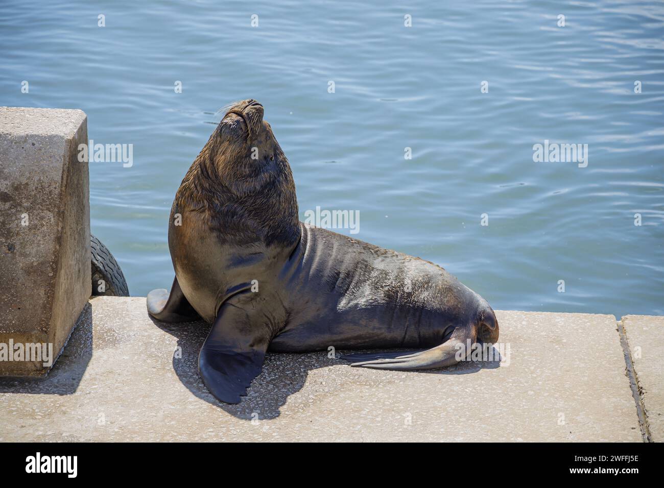 Male sea lion in the port of Mar del Plata, Buenos Aires. Stock Photo
