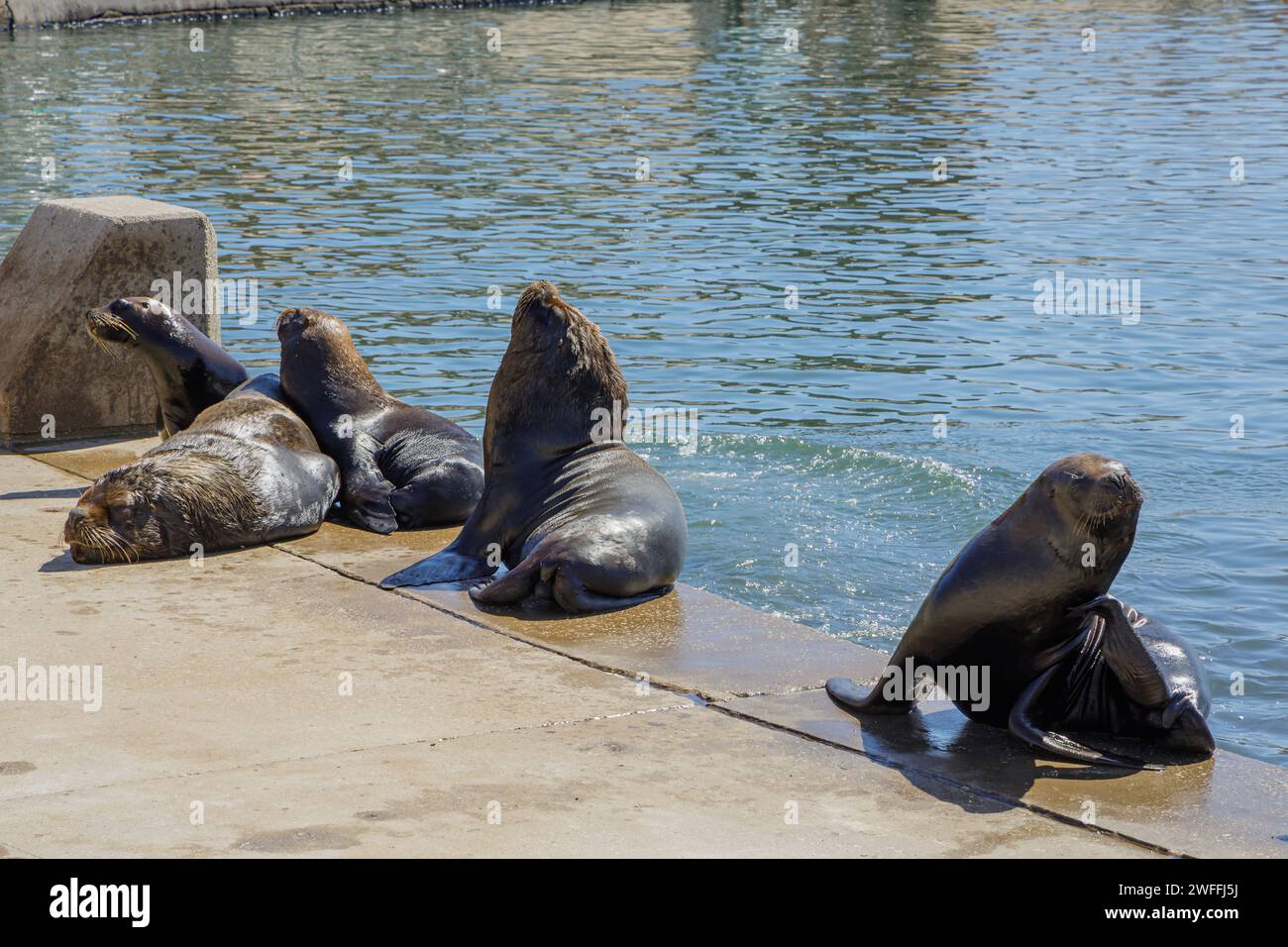 Group of sea lions in the port of Mar del Plata, Buenos Aires. Stock Photo