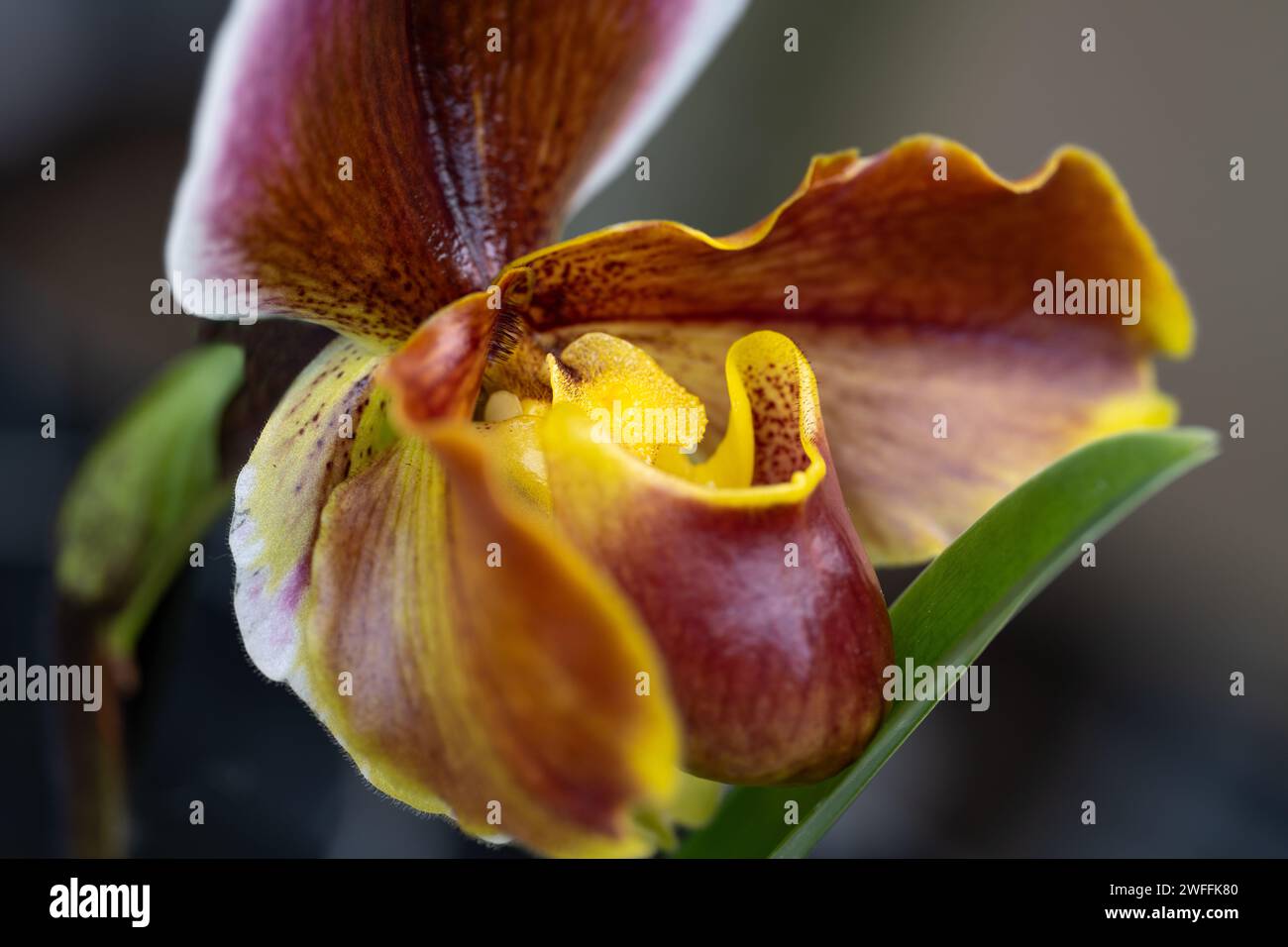 Stunning orchid side view Stock Photo