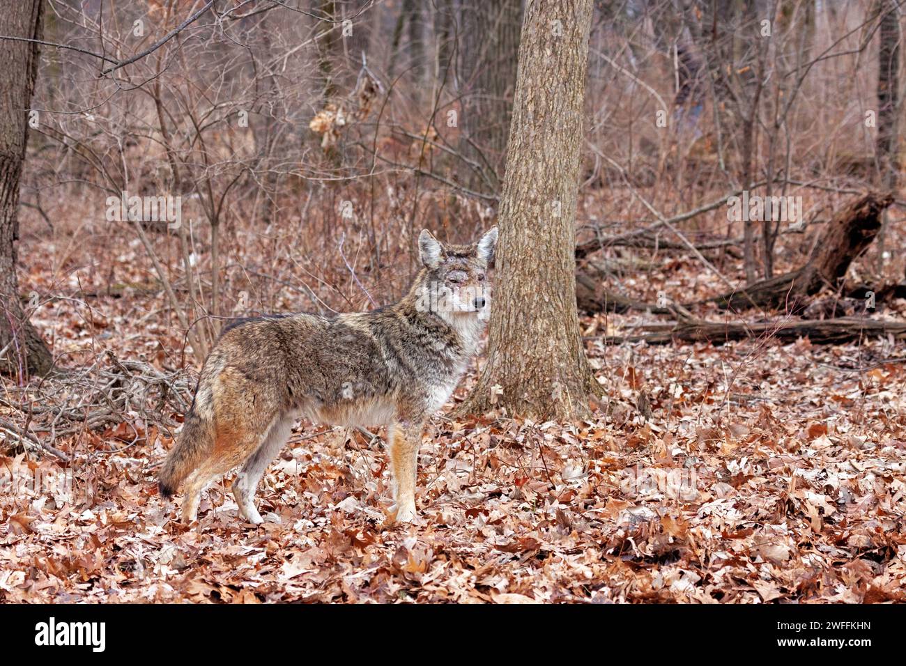 A coyote stands at attention nearly blending into the autumn colors of the forest. The coyote stares into the camera. Background of decaying orange le Stock Photo