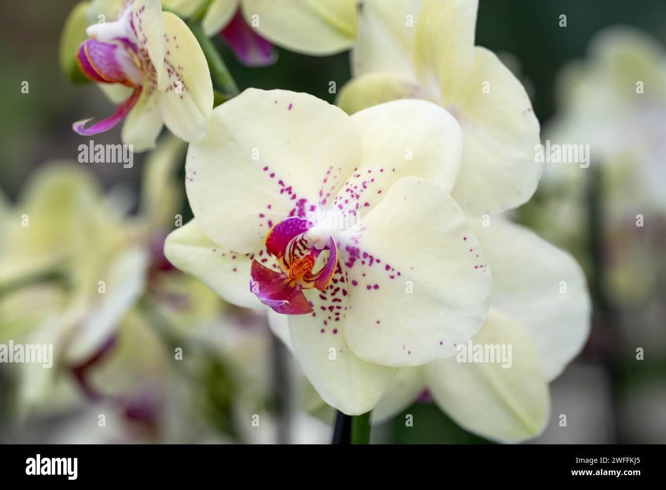 White and purple orchid with hints or yellow and orange Stock Photo