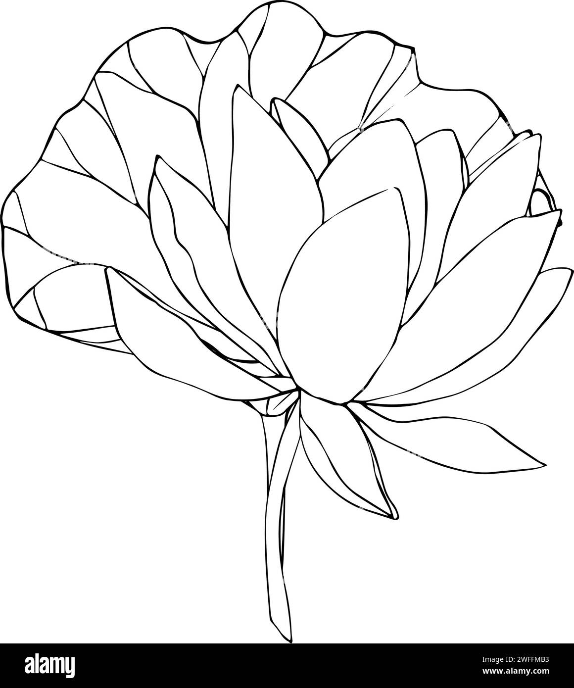 Lotus flowers, leaves and buds black line art. Botanical hand drawn ...
