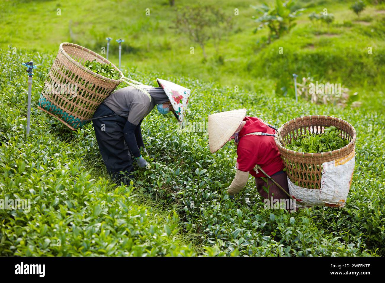 Beautiful landscape in Bao Loc City at a tea plantation with the farmers is collecting green tea leaves in the morning. Tea is a traditional drink in Stock Photo