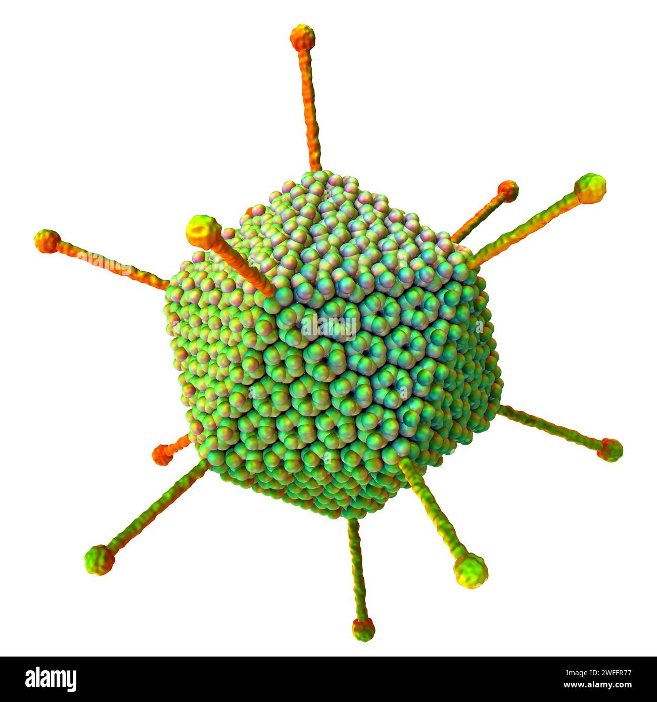Adenovirus particle, illustration Stock Photo - Alamy