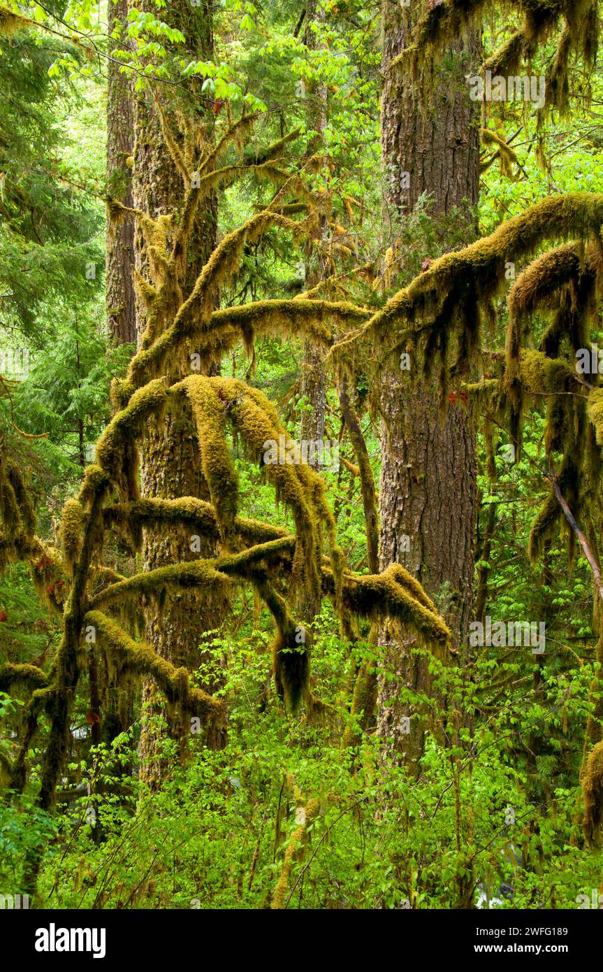 Forest along Alsea Falls Trail, Alsea Falls Recreation Site, South Fork