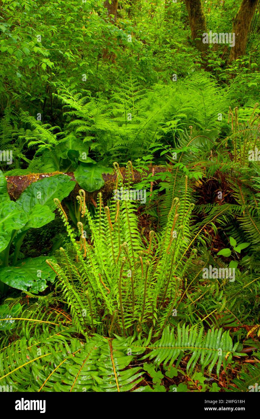 Forest with sword fern along Alsea Falls Trail, Alsea Falls Recreation