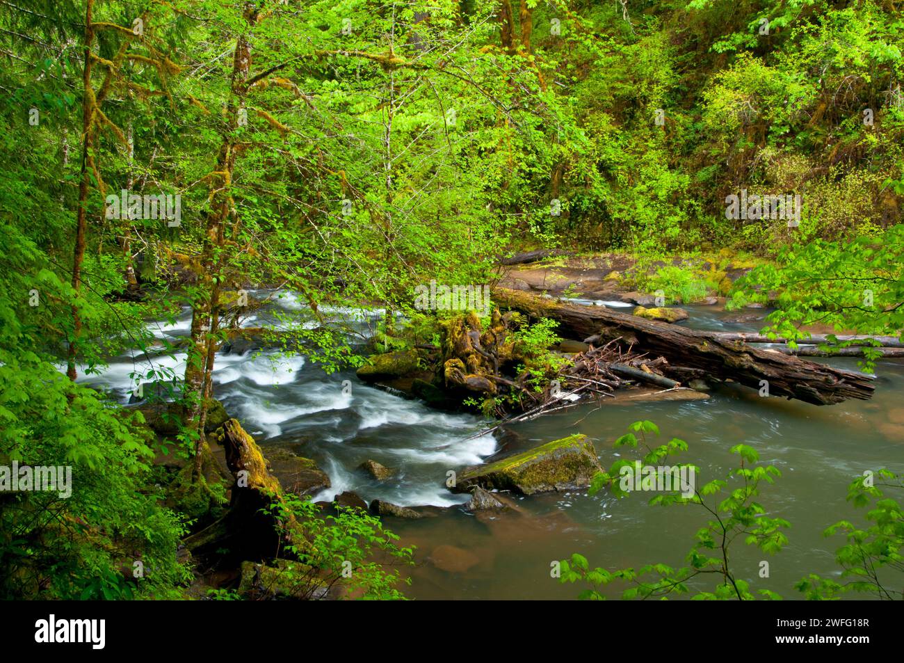 South Fork Alsea River along Alsea Falls Trail, Alsea Falls Recreation