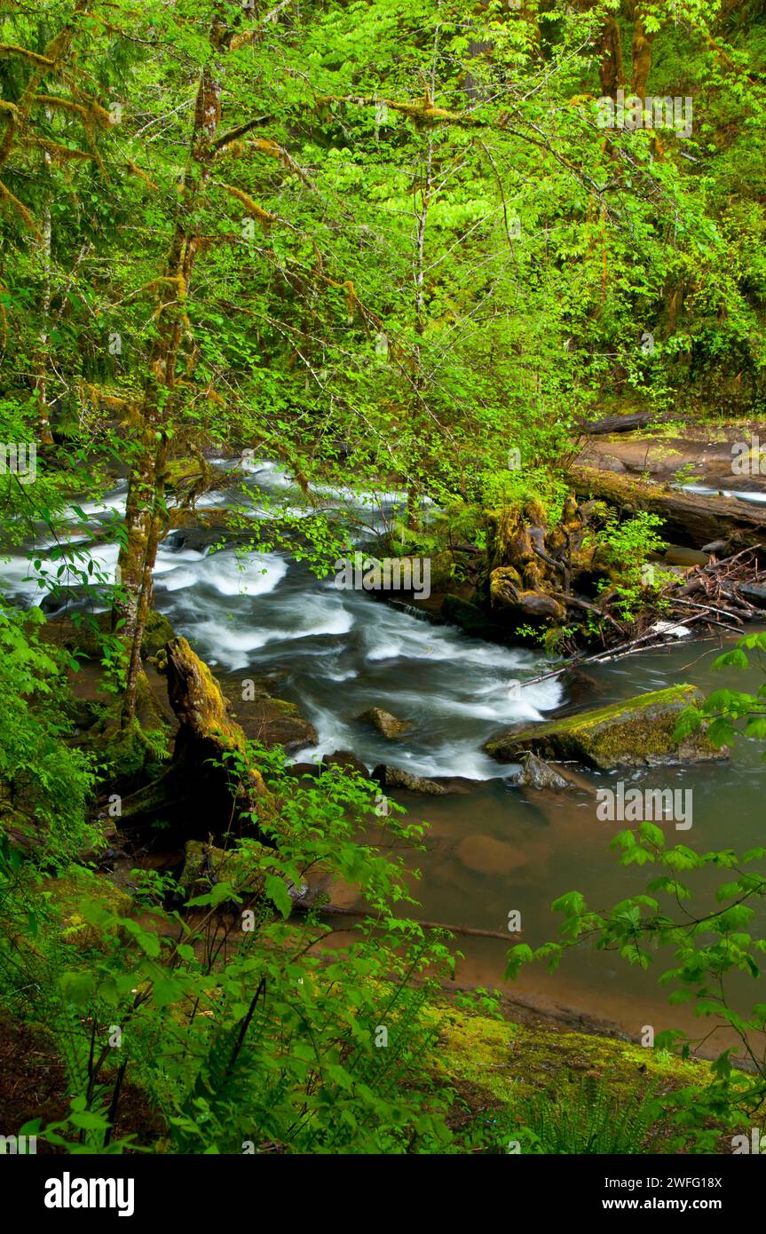 South Fork Alsea River along Alsea Falls Trail, Alsea Falls Recreation