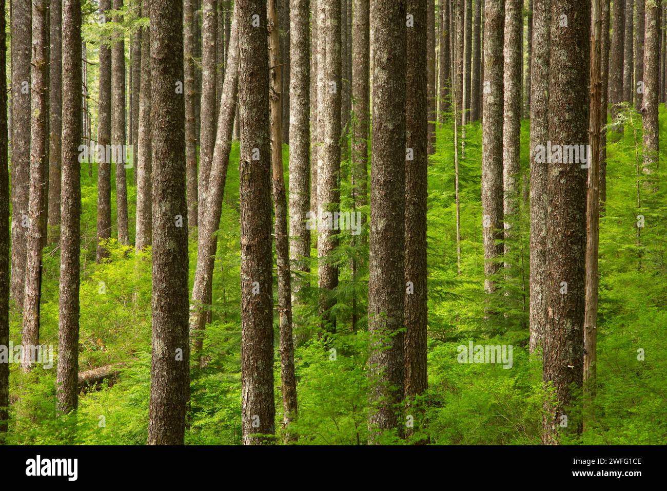 Douglas fir forest along Pioneer Indian Trail, Siuslaw National Forest, Oregon Stock Photo