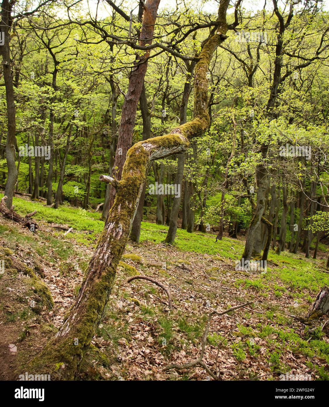 Tree growing to the side next to a walking path at Rotenfels on a spring day in Rhineland Palatinate, Germany. Stock Photo