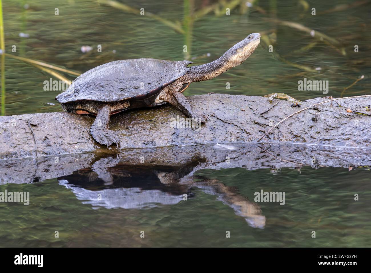 Australian Eastern Long-necked Turtle basking on log Stock Photo